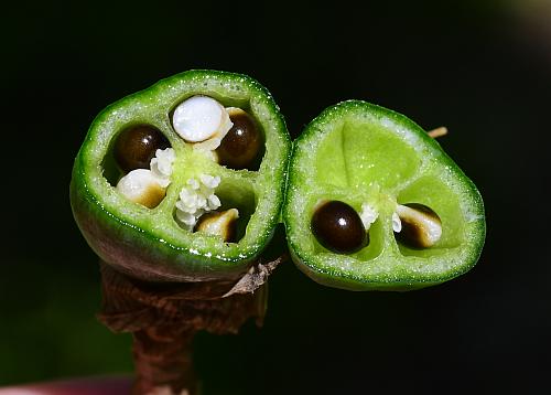 Narcissus_pseudonarcissus_fruit2.jpg