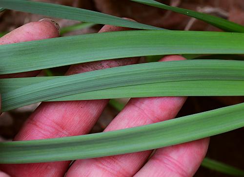 Narcissus_pseudonarcissus_leaves.jpg