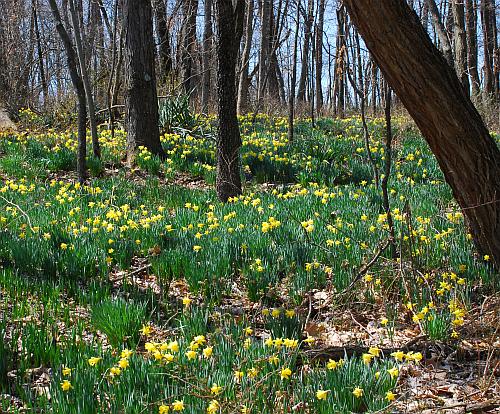 Narcissus_pseudonarcissus_natural.jpg