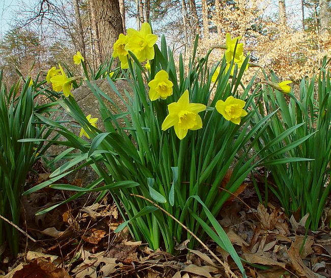 Narcissus_pseudonarcissus_plant.jpg