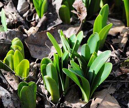 Narcissus_pseudonarcissus_sprouts.jpg