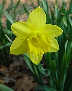 Narcissus pseudonarcissus thumbnail