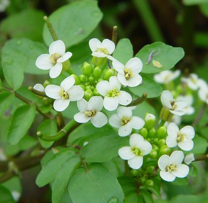 Nasturtium_officinale_flowers.jpg