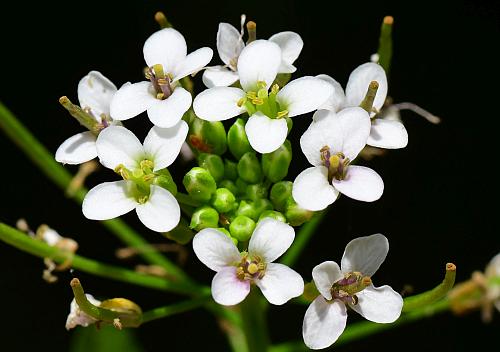 Nasturtium_officinale_flowers1.jpg