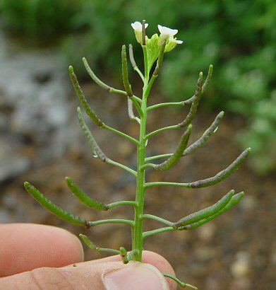 Nasturtium_officinale_fruit.jpg