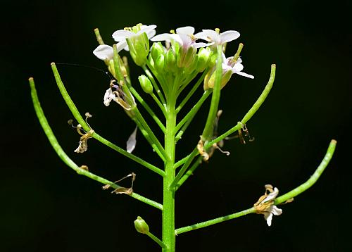 Nasturtium_officinale_inflorescence.jpg