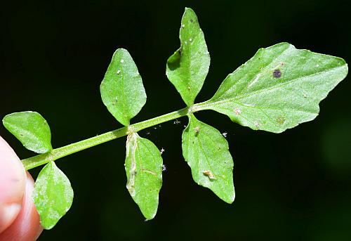 Nasturtium_officinale_leaf1.jpg