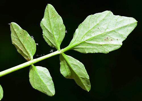 Nasturtium_officinale_leaf2.jpg