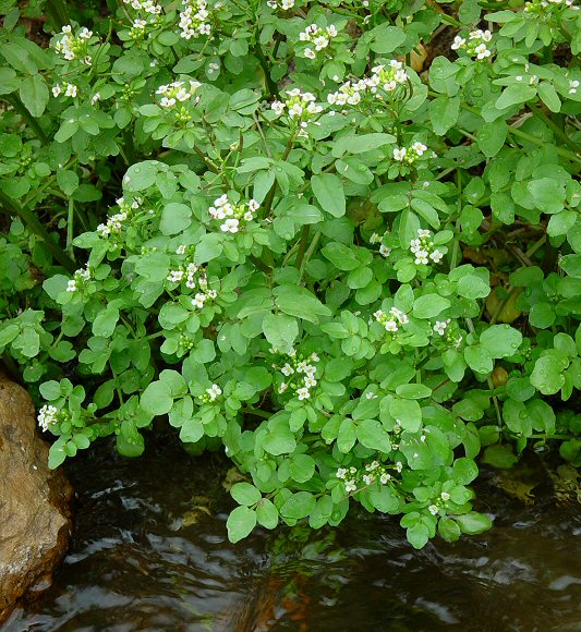 Nasturtium_officinale_plant.jpg