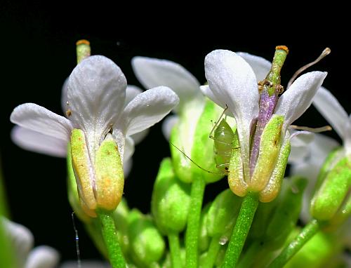 Nasturtium_officinale_sepals.jpg