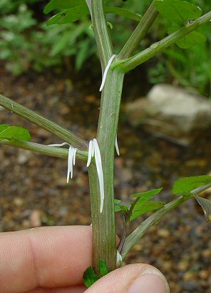 Nasturtium_officinale_stem.jpg