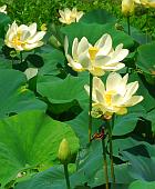 Nelumbo lutea thumbnail