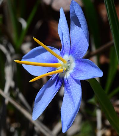 Nemastylis_geminiflora_anthers1.jpg