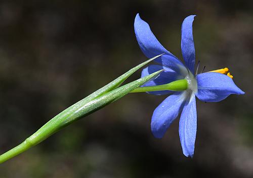 Nemastylis_geminiflora_bracts.jpg