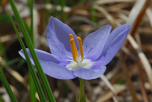 Nemastylis_geminiflora_corolla1.jpg