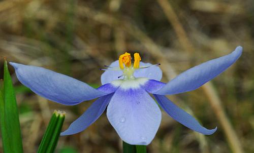 Nemastylis_geminiflora_corolla2.jpg