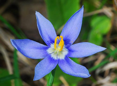 Nemastylis_geminiflora_corolla3.jpg