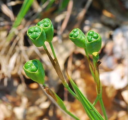 Nemastylis_geminiflora_fruits.jpg