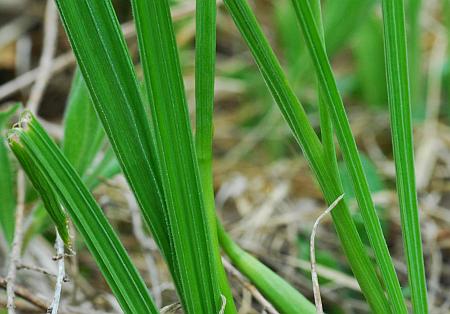 Nemastylis_geminiflora_leaves.jpg