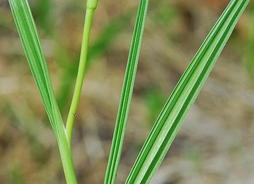 Nemastylis_geminiflora_leaves2.jpg