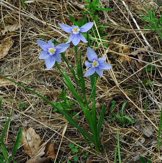 Nemastylis_geminiflora_plant.jpg