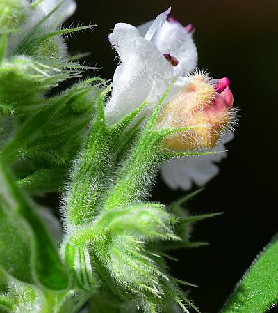 Nepeta_cataria_calyces.jpg