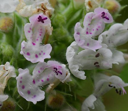 Nepeta_cataria_flowers.jpg