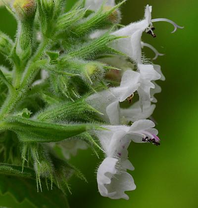 Nepeta_cataria_flowers2.jpg