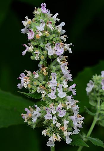 Nepeta_cataria_inflorescence.jpg