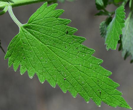 Nepeta_cataria_leaf1.jpg