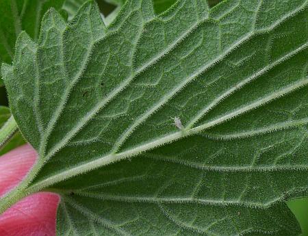 Nepeta_cataria_leaf2.jpg