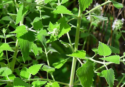 Nepeta_cataria_leaves2.jpg