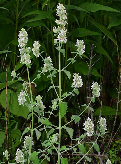 Nepeta_cataria_plant.jpg