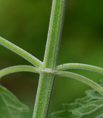 Nepeta_cataria_stem.jpg