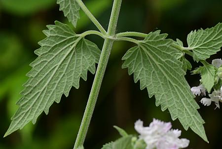 Nepeta_cataria_stem2.jpg