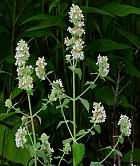 Nepeta cataria thumbnail