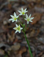 Nothoscordum bivalve thumbnail