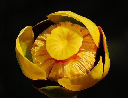 Nuphar_advena_flower1.jpg