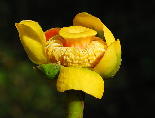 Nuphar_advena_flower2.jpg