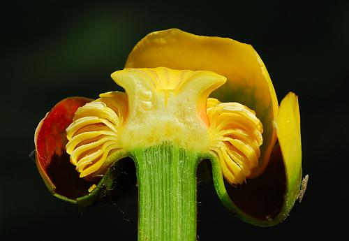 Nuphar_advena_flower3.jpg