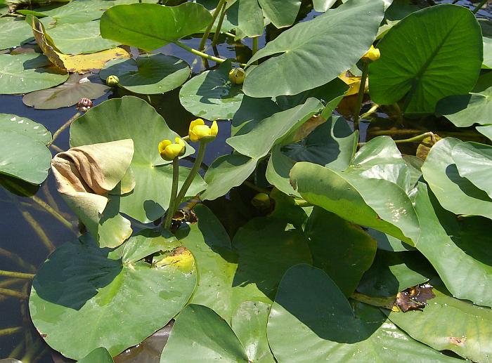 Nuphar_advena_plant.jpg