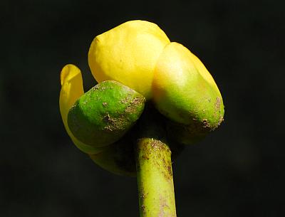 Nuphar_advena_sepals.jpg