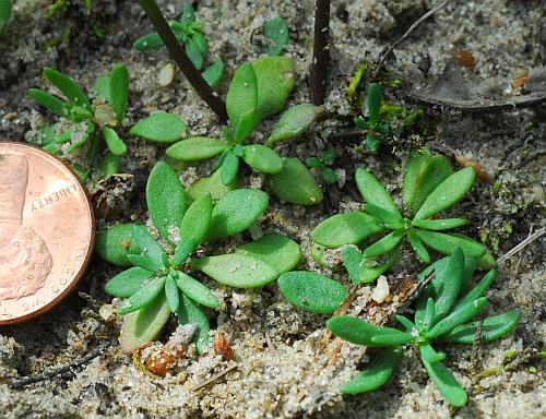 Nuttallanthus_canadensis_basals.jpg