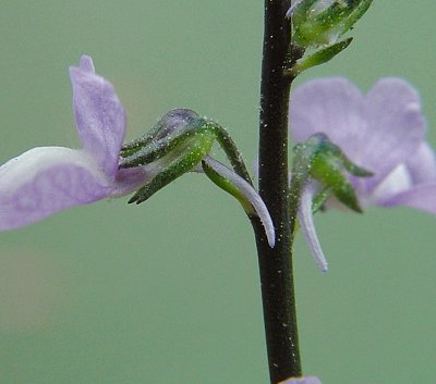 Nuttallanthus_canadensis_calyx.jpg