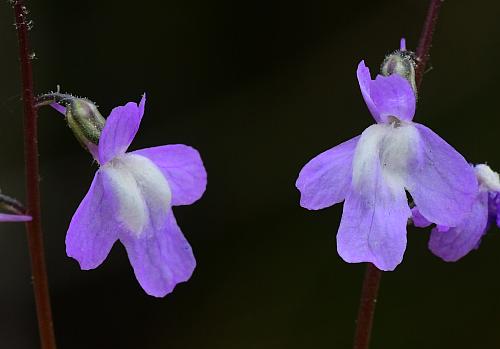 Nuttallanthus_canadensis_flower.jpg