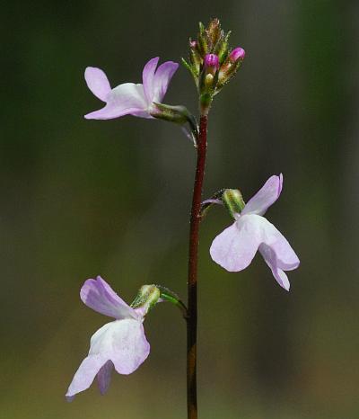 Nuttallanthus_canadensis_flowers.jpg