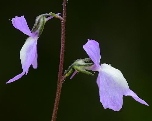 Nuttallanthus_canadensis_flowers2.jpg