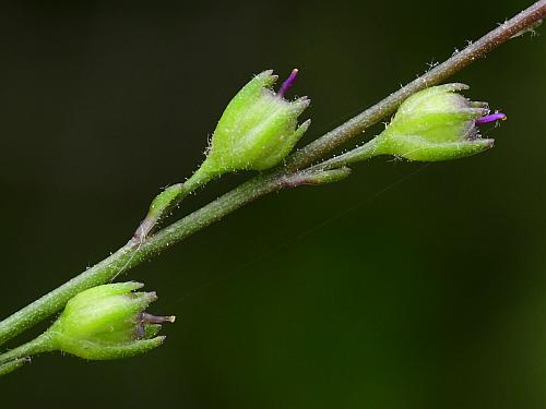 Nuttallanthus_canadensis_fruits.jpg