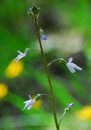 Nuttallanthus_canadensis_inflorescence2.jpg