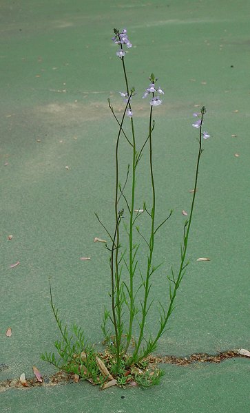 Nuttallanthus_canadensis_plant.jpg